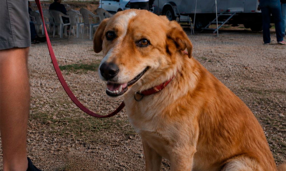 Castração animal reduz abandono e melhora a vida dos pets