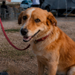 Castração animal reduz abandono e melhora a vida dos pets