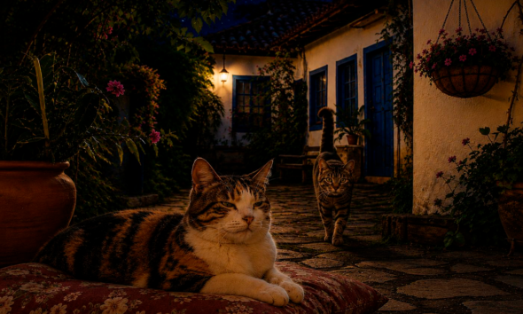 Castração de gatos reduz brigas e melhora convivência urbana