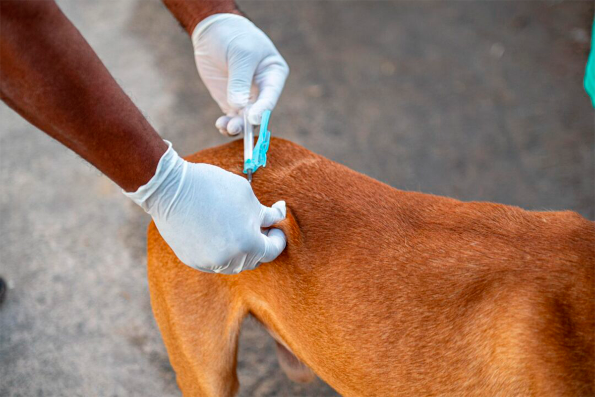Vacinação antirrábica: Prefeitura de Pirenópolis imuniza cães e gatos