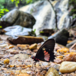 Borboleta em cachoeira de Pirenópolis encanta visitantes