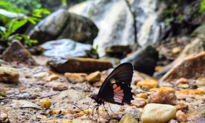 Borboleta em cachoeira de Pirenópolis encanta visitantes