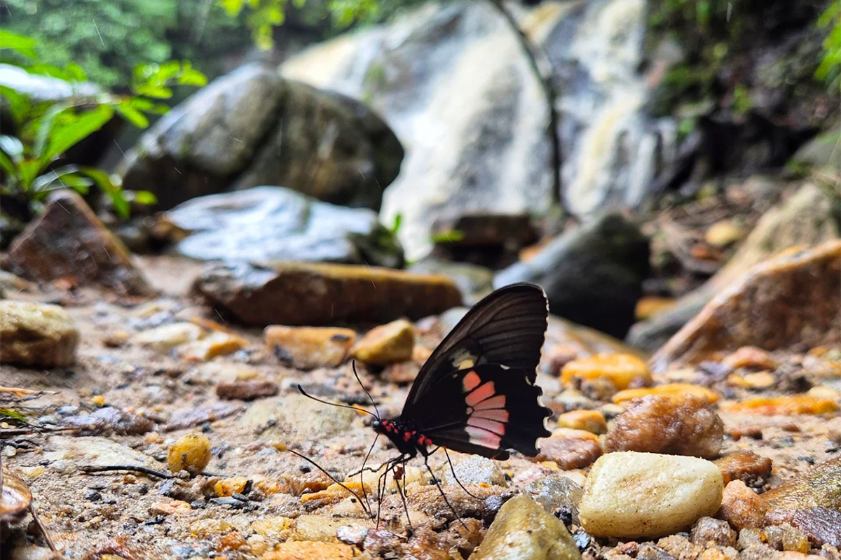 Borboleta em cachoeira de Pirenópolis encanta visitantes