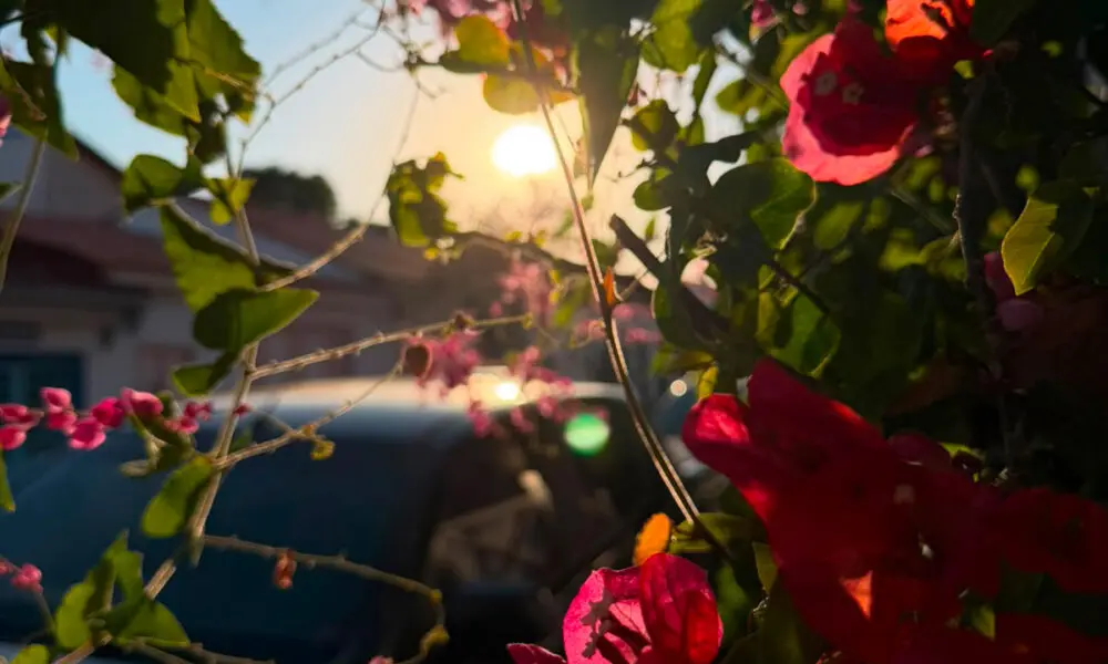 Flores em Pirenópolis revelam cores sob a luz do sol
