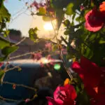 Flores em Pirenópolis revelam cores sob a luz do sol