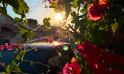 Flores em Pirenópolis revelam cores sob a luz do sol