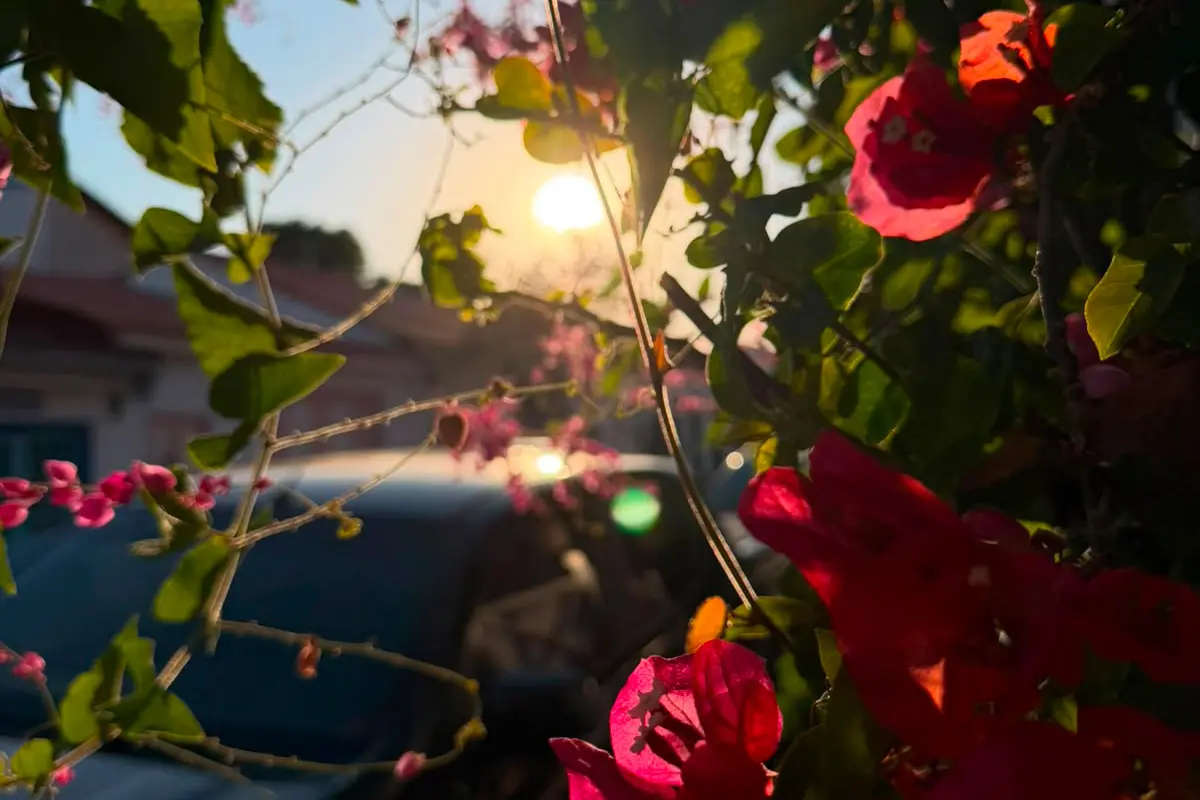 Flores em Pirenópolis revelam cores sob a luz do sol