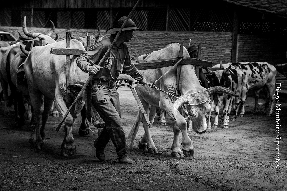Fotógrafo de Pirenópolis Diego Monteiro é premiado no Cerratense
