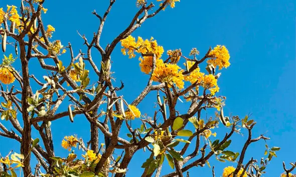 Ipê-amarelo colore o céu de Pirenópolis