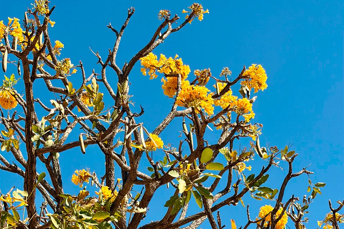 Ipê-amarelo colore o céu de Pirenópolis: um espetáculo da natureza