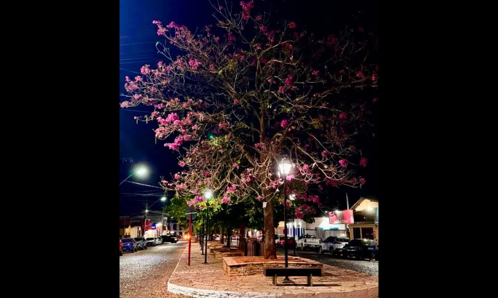 Ipê-rosa floresce à noite e muda a paisagem de Pirenópolis