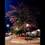 Ipê-rosa floresce à noite e muda a paisagem de Pirenópolis
