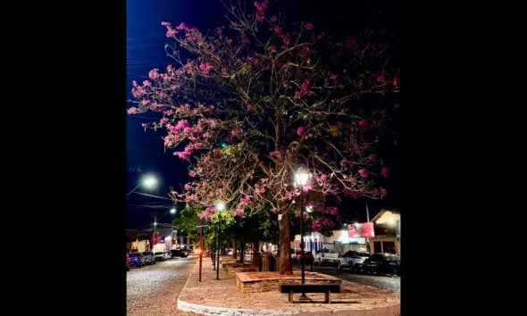 Ipê-rosa floresce à noite e muda a paisagem de Pirenópolis