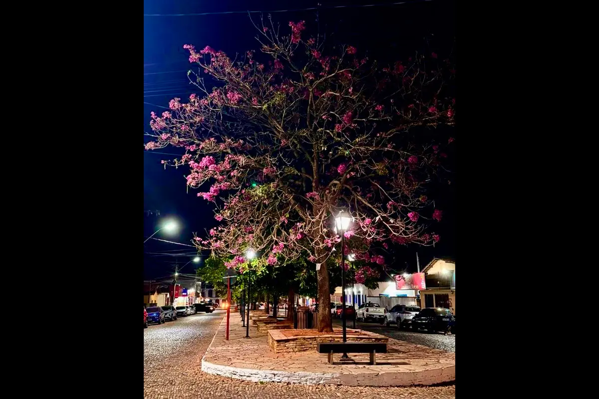 Ipê-rosa floresce à noite e muda a paisagem de Pirenópolis