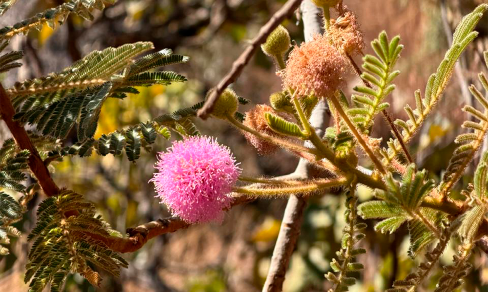 Mimosa pudica encanta com sua sensibilidade no Cerrado