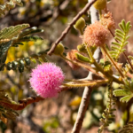 Mimosa pudica encanta com sua sensibilidade no Cerrado