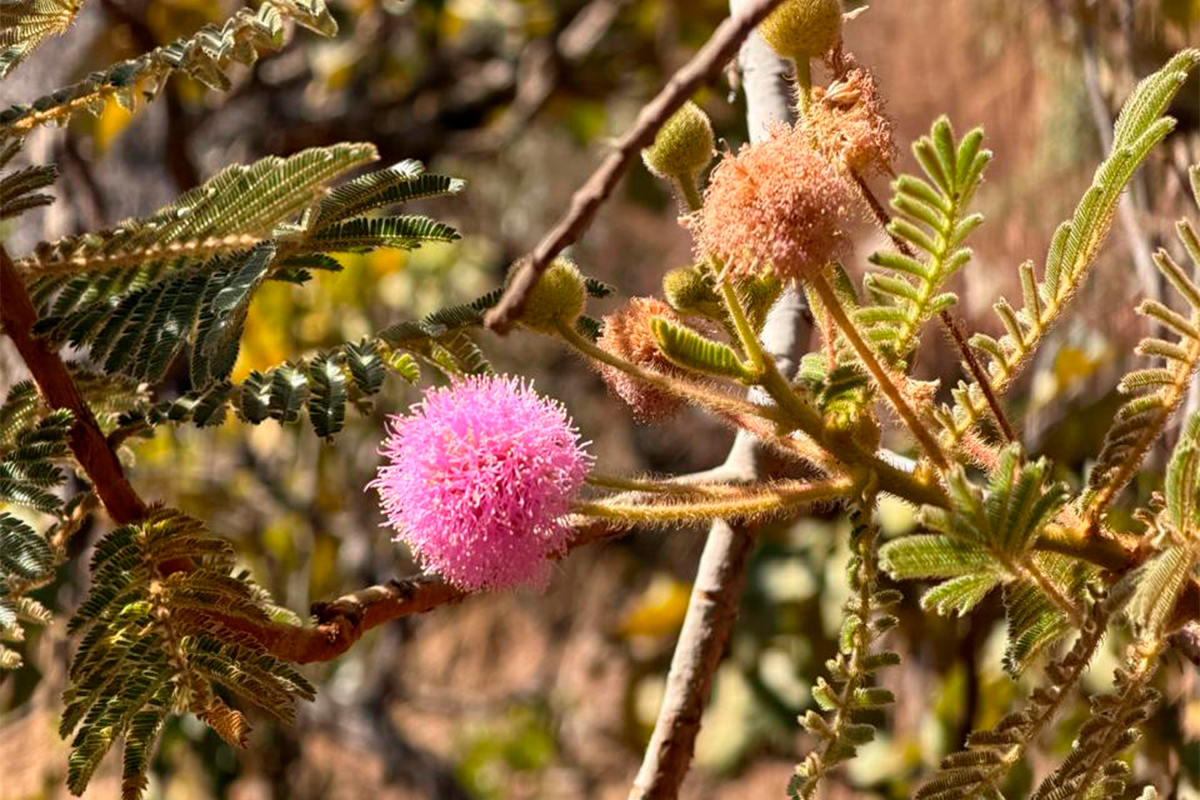 Mimosa pudica encanta com sua sensibilidade no Cerrado