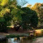 O que fazer em Pirenópolis neste sábado?