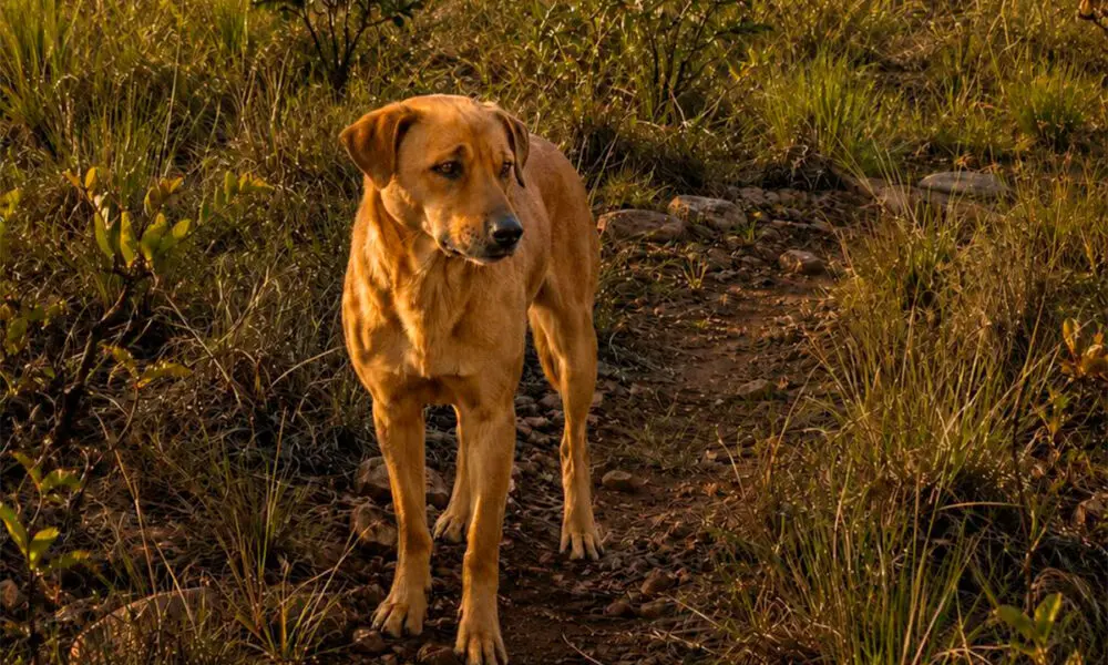 PiriCastra Consciente: animais domésticos entre dois mundos