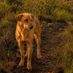 PiriCastra Consciente: animais domésticos entre dois mundos
