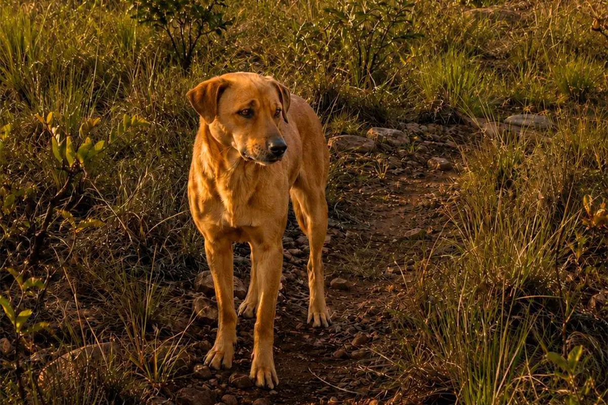PiriCastra Consciente: animais domésticos entre dois mundos