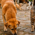PiriCastra explica a linguagem dos cães e gatos