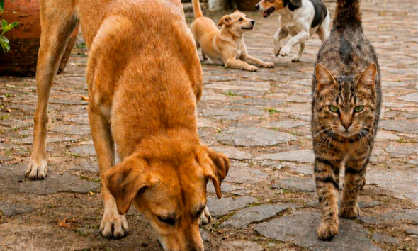 PiriCastra explica a linguagem dos cães e gatos
