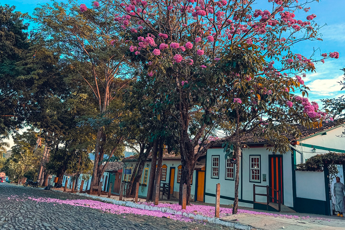 Rua Aurora ganha tons de rosa com ipê em Pirenópolis