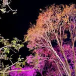 Saga Jazz Festival ilumina árvores e cria cenário em Pirenópolis
