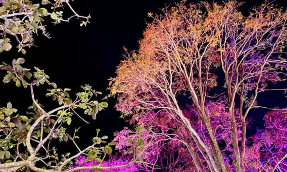 Saga Jazz Festival ilumina árvores e cria cenário em Pirenópolis Saga Jazz Festival ilumina árvores e cria cenário em Pirenópolis