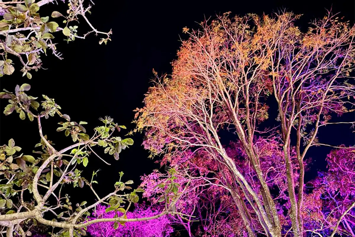 Saga Jazz Festival ilumina árvores e cria cenário em Pirenópolis