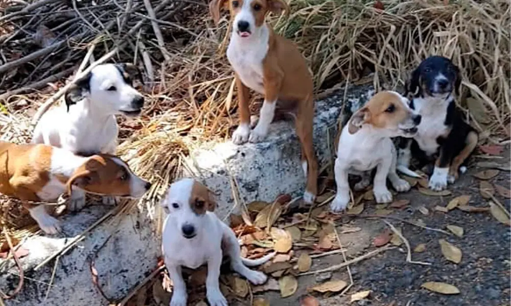 Abandono de animais em Pirenópolis exige política pública