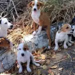 Abandono de animais em Pirenópolis exige política pública