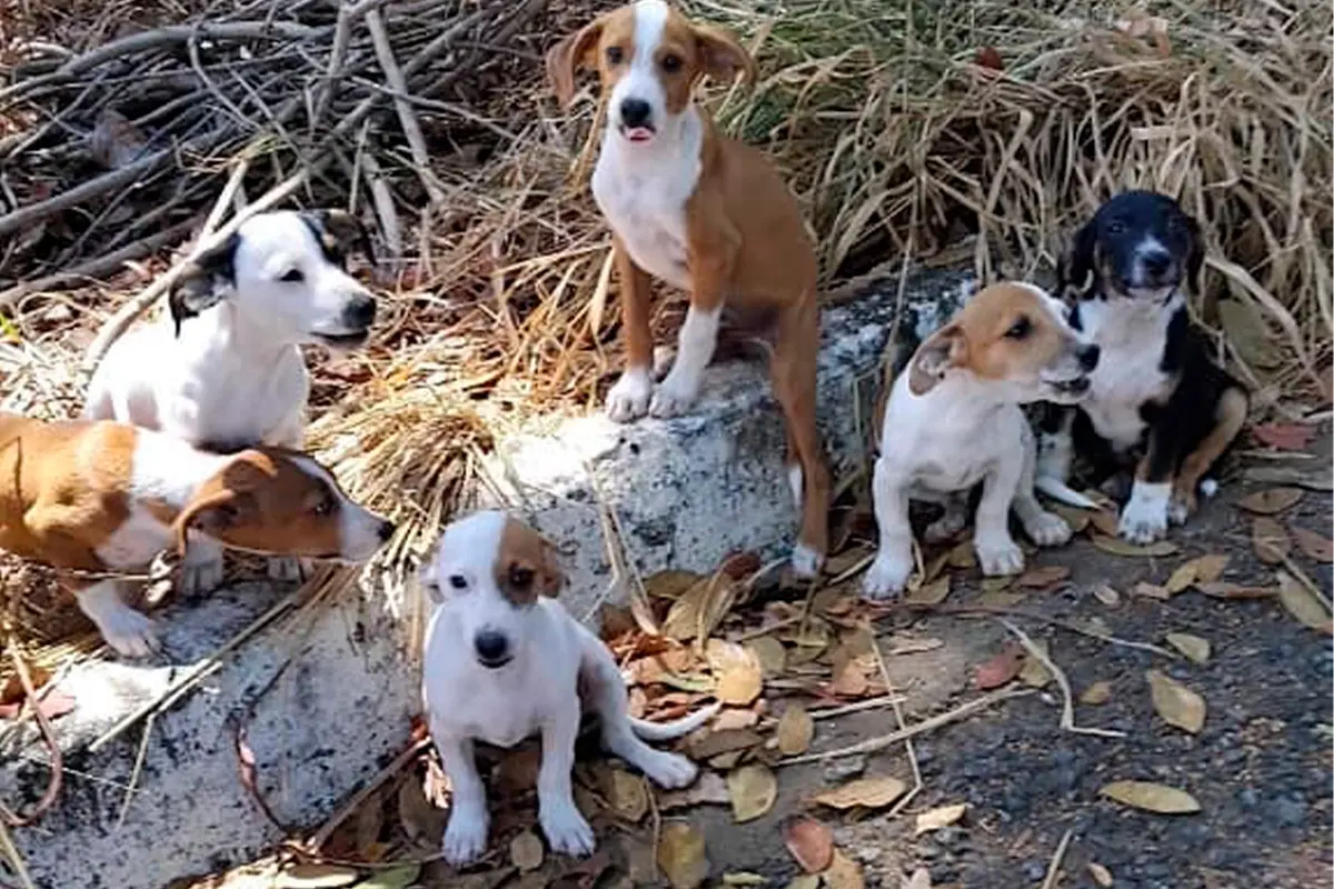 Abandono de animais em Pirenópolis exige política pública