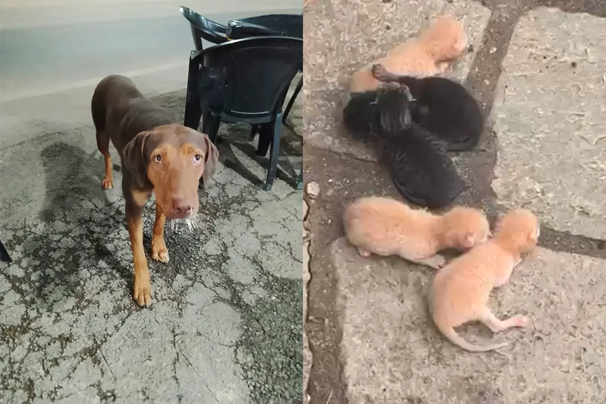 Abandono de animais em Pirenópolis exige política pública