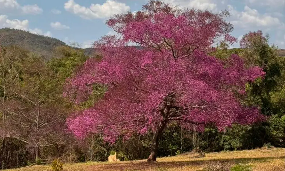 Árvore cega-machado em Pirenópolis colore o Cerrado.