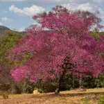 Árvore cega-machado em Pirenópolis colore o Cerrado.