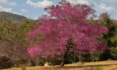 Árvore cega-machado em Pirenópolis colore o Cerrado. Árvore cega-machado em Pirenópolis colore o Cerrado.