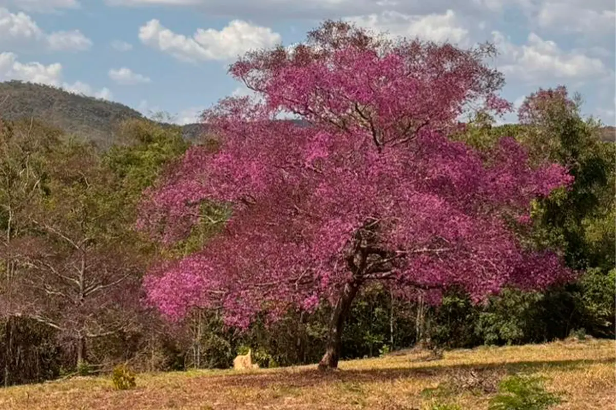 Árvore cega-machado em Pirenópolis colore o Cerrado com sua beleza única