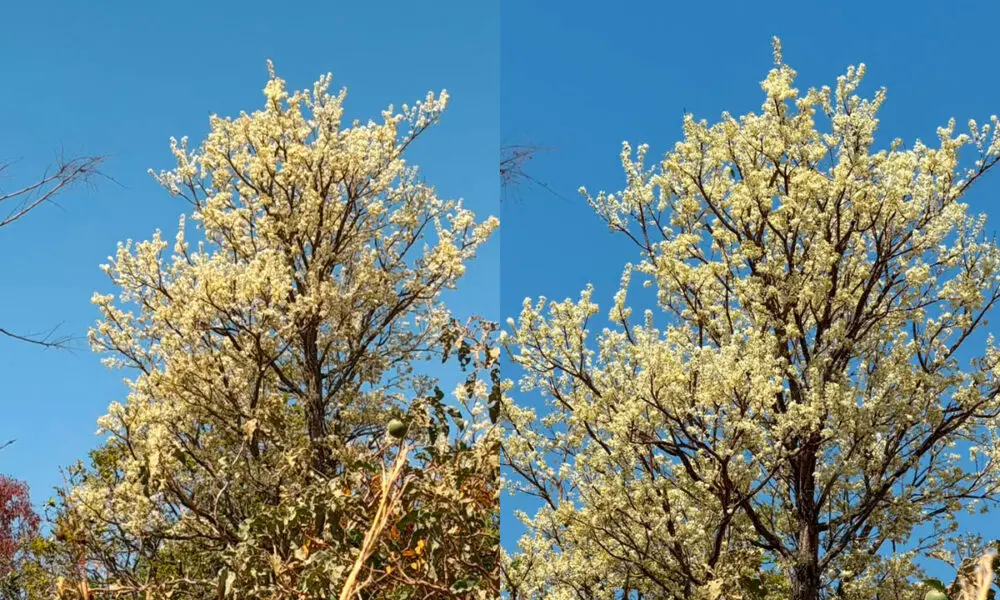 Cagaiteira em Pirenópolis floresce sob o céu azul do Cerrado