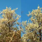 Cagaiteira em Pirenópolis floresce sob o céu azul do Cerrado