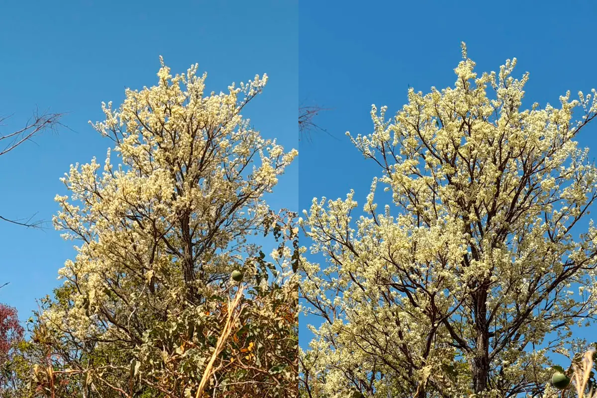 Cagaiteira em Pirenópolis floresce sob o céu azul do Cerrado