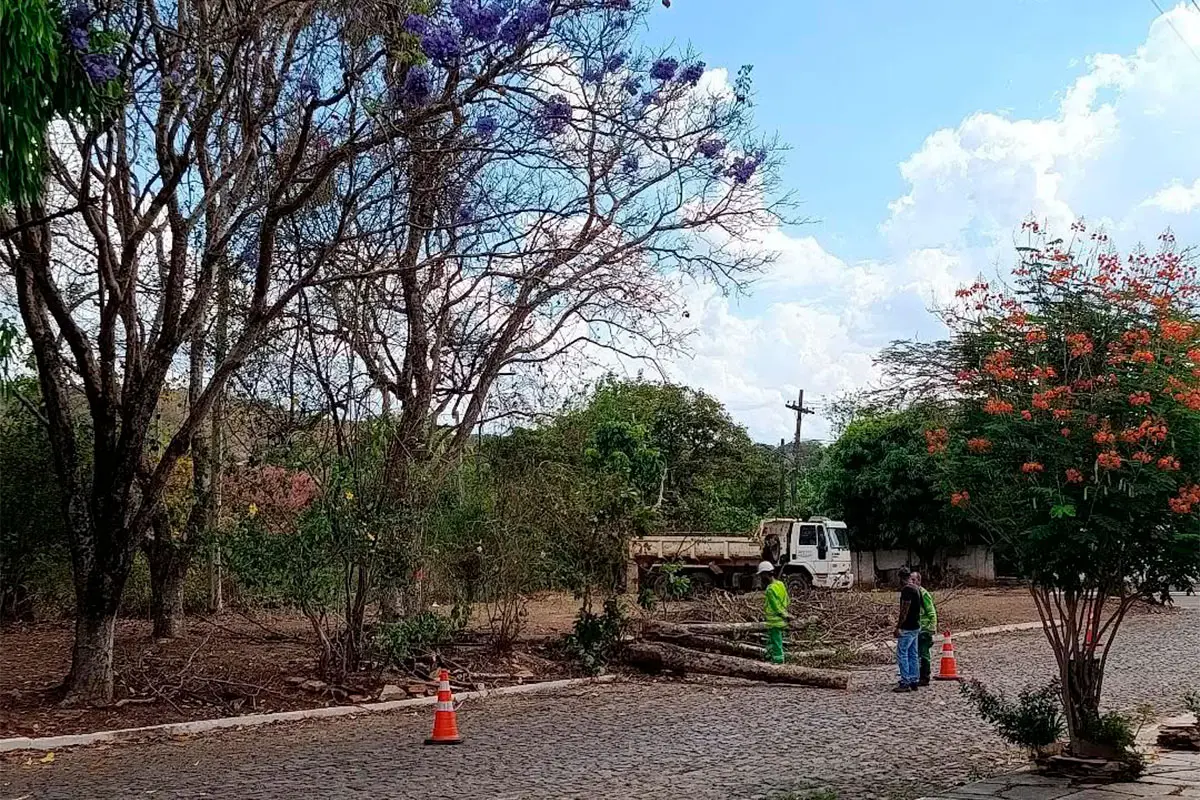 Corte de árvores floridas intriga moradores em Pirenópolis