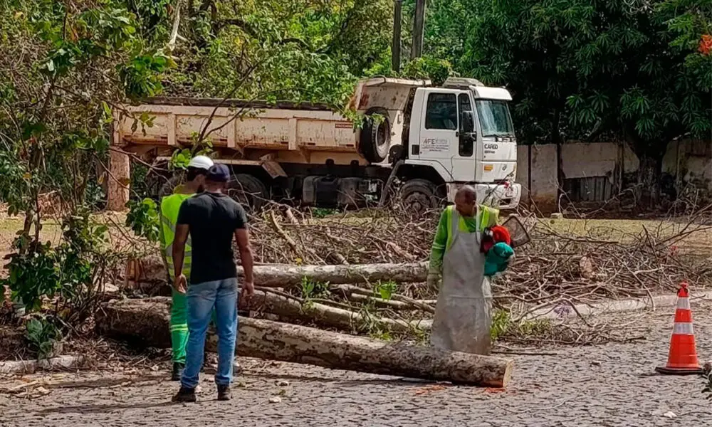 Corte de árvores floridas intriga moradores em Pirenópolis