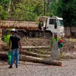 Corte de árvores floridas intriga moradores em Pirenópolis