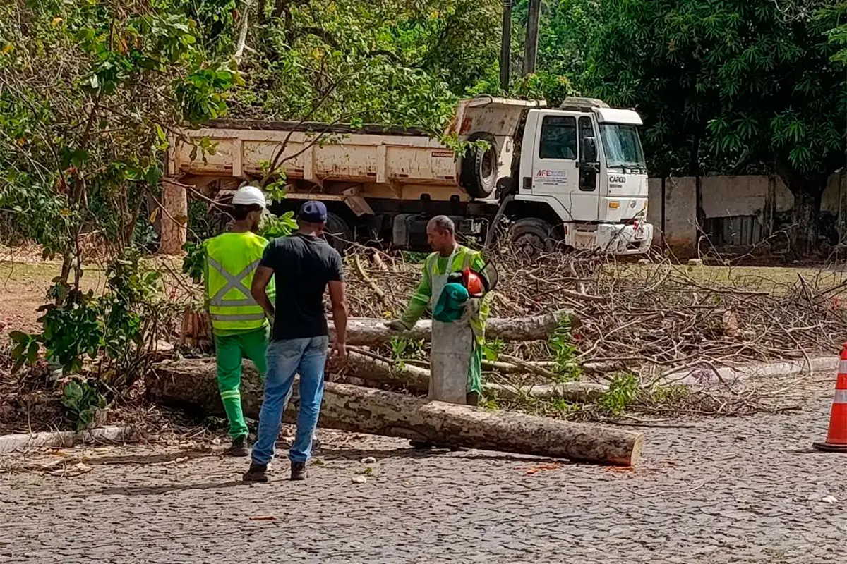 Corte de árvores floridas intriga moradores em Pirenópolis