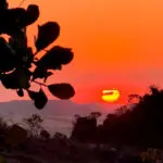 Dia do Cerrado: hoje celebramos o bioma que pulsa em Pirenópolis