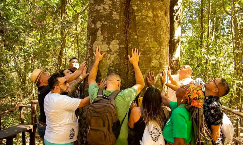 Hoje é Dia da Árvore: Pirenópolis precisa pensar suas árvores