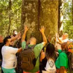 Hoje é Dia da Árvore: Pirenópolis precisa pensar suas árvores