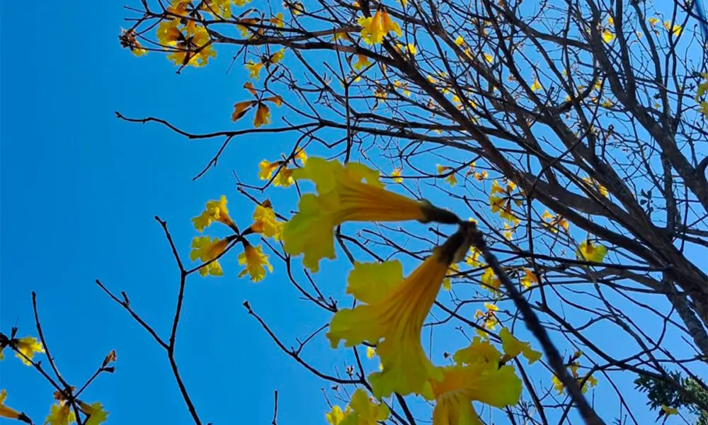 Ipê-amarelo floresce em Pirenópolis e colore o céu do Cerrado